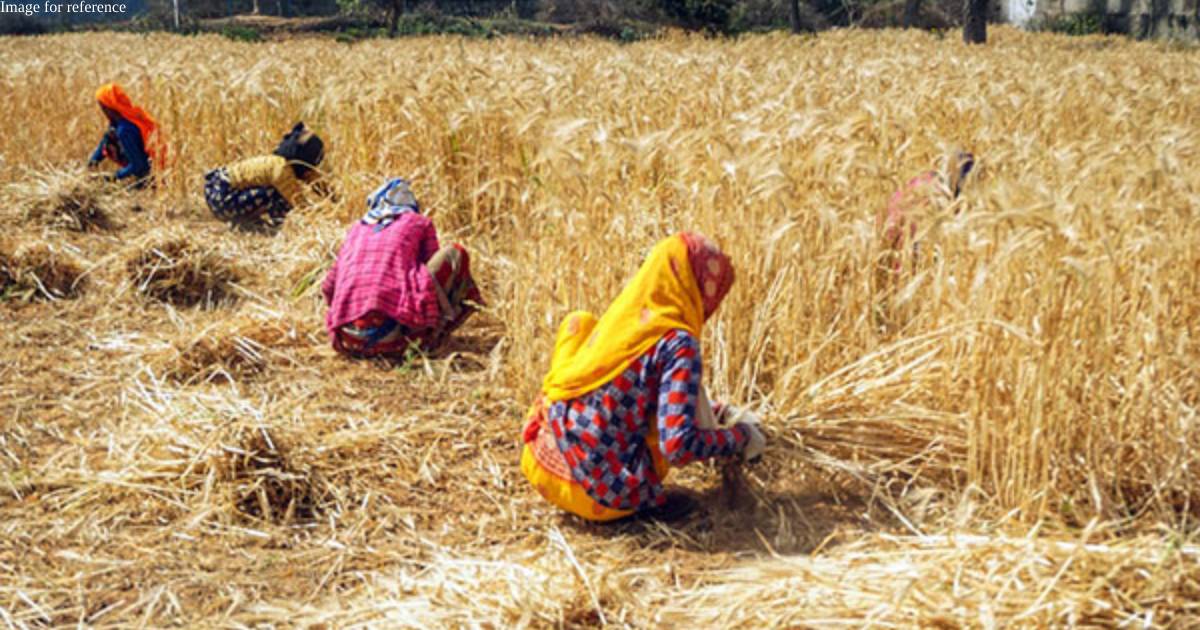About Rs 2.1 trillion worth paddy, wheat procured from farmers at MSP this season
